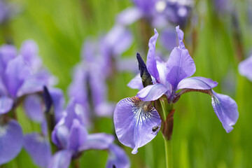 Iris sibirica. Blue-purple iris, on a blurred background, close-up, detail.