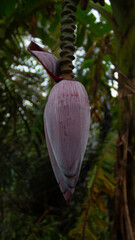 Close-Up of Banana Blossom with Detailed Texture 