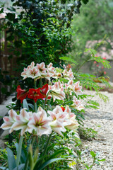 Amaryllis in the garden