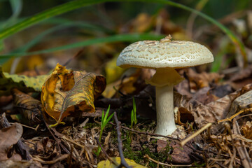 Mushroom identification featuring Amanita phalloides and Amanita citrina among forest debris during autumn