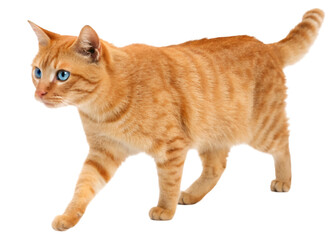 Ginger cat walks isolated on transparent background.
