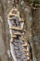 Closeup Trametes pubescens or Trametes hirsute , its a kind of mushroom