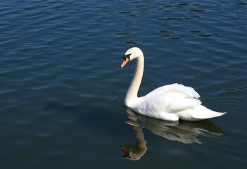 Obraz premium Graceful white swan gliding on calm, clear water, cloud, wings