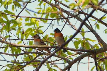 木の枝にとまるあとり（野鳥）