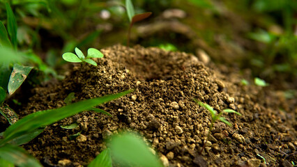 Close-up of an anthill in Costa Rica