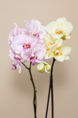 two orchid plants in pale pink and pale yellow display delicate beauty