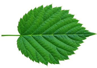 Fototapeta premium Isolated green leaf close up nature plant botany foliage isolated on white background