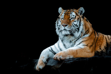 Tiger in a zoo in the Czech Republic