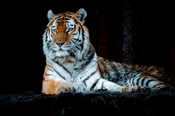 Tiger in a zoo in the Czech Republic