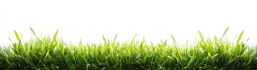 Fototapeta premium Vibrant Lush Green Grass Against White Background