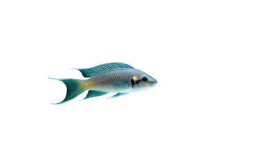 Neolamprologus brichardi ((Lyretail, Fairy cichlid) fish isolated on transparent background, side view