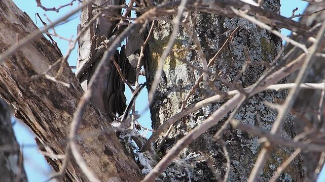 Wild long-tailed tits nesting in eastern Hokkaido