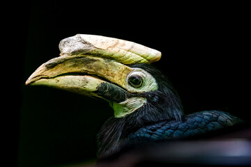 Birds  in a zoo in the Czech Republic
