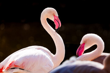 Flamingo in a zoo in the Czech Republic