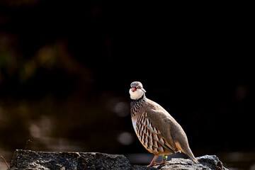 Birds  in a zoo in the Czech Republic