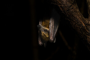 Bat in a zoo in the Czech Republic