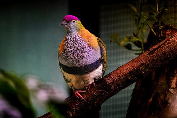 Birds  in a zoo in the Czech Republic