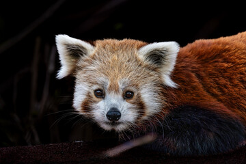 Red panda in a zoo in the Czech Republic