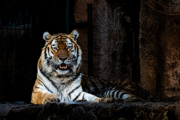 Tiger in a zoo in the Czech Republic