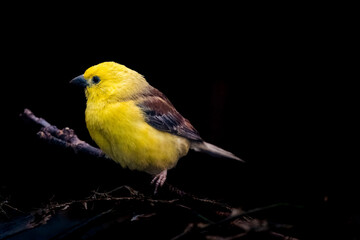 Birds  in a zoo in the Czech Republic