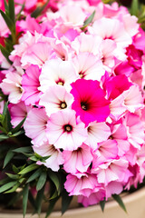 Fototapeta premium close-up of delicate pink and white blossoms
