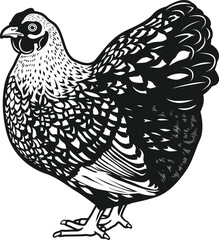 wyandotte chicken breed of chickens Vector illustration
