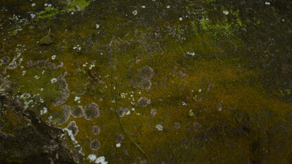 Natural Stone Texture with Moss and Damp Stains