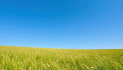 Serene grassy field under a vast, clear blue sky, rural, background
