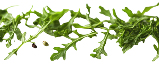 example food blog background or cooking banner background. Spices and herbs. Variety of fresh arugula mediterranean herbs.