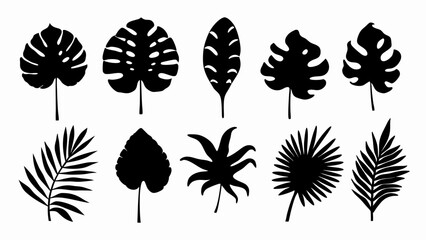 set of Tropical leaves vector silhouette vector © Rani