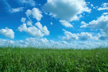 Obraz premium Blue Sky Grass. Clouds Floating Over Grassy Meadow on a Blue Sky Day