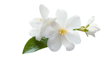 Fototapeta premium jasmine white flower isolated on white background