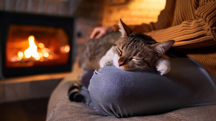 飼い主の膝で眠る猫のアップ