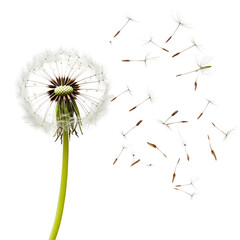 Blowing Dandelion PNG on transparent background