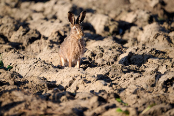 hare on a field