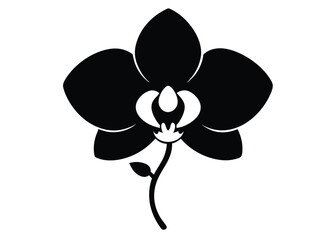 orchid isolated on white background