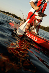 Border Collie puppy in red life jacket for animals swimming on a river on a red SUP board along...