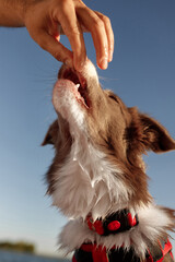 Border Collie puppy in red life jacket for animals swimming on a river on a red SUP board along...