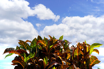 Vibrant Codiaeum variegatum, Petra croton, variegated plant leaf, leaves, garden, landscaping © Jeffrey