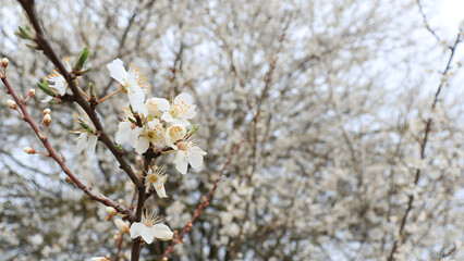 apricot branch with flowers