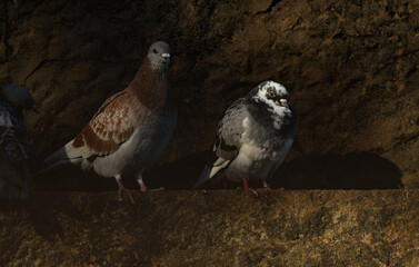A pair of city pigeon's living and breeding in communities. Bright warm orange tone colours and plumage. Grunge industrial background.