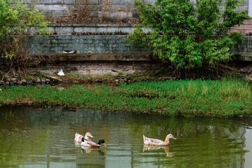 Ducks swimming in a pond in spring. Three ducks swim gracefully on a green  hued pond.

