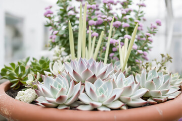 close-up of echeveria succulents and purple flowers in terracotta pot