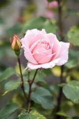 fully bloomed light pink rose with a rosebud beside it.