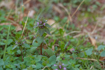 Lamium purpureum, commonly known as purple dead nettle, is a spring flower of the Lamiaceae family...