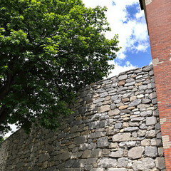 stone wall with lush green tree branches