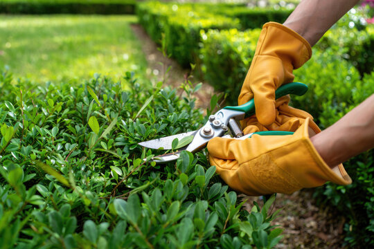 Young adult trimming hedge with pruning shears in garden