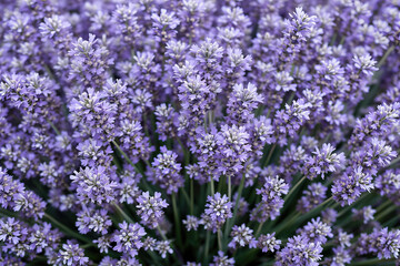 Fototapeta premium close-up view of numerous vibrant purple lavender flowers in full bloom