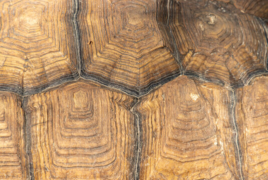 textured turtle shell as background