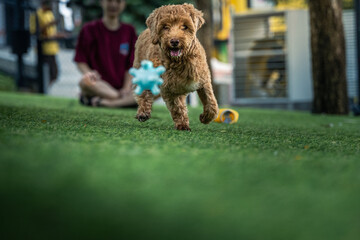 Fluffy light brown poodle mix dog runs playfully with a blue spiky toy in its mouth across green grass in a vibrant outdoor park, captured mid-motion with blurred background